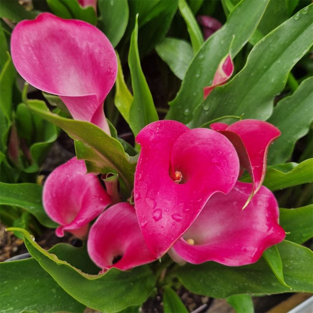 Zantedeschia (Calla Lily) 'California Red' Farmyard Nurseries