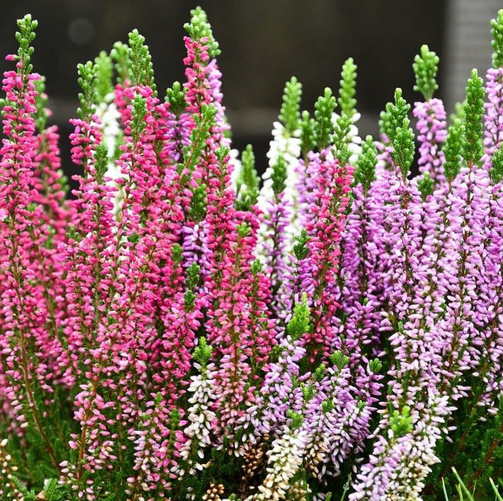 Calluna Vulgaris 'garden Girls' 