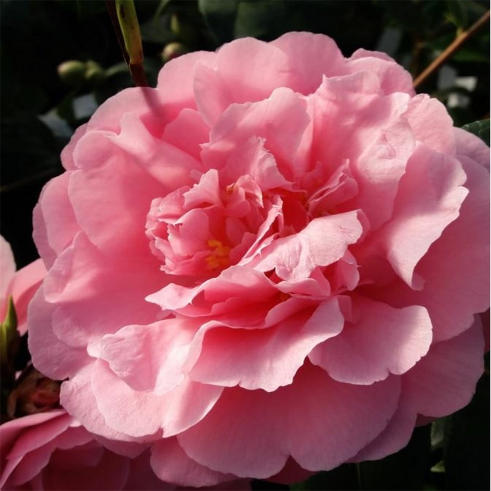 Camellia williamsii 'E.G. Waterhouse' | Farmyard Nurseries