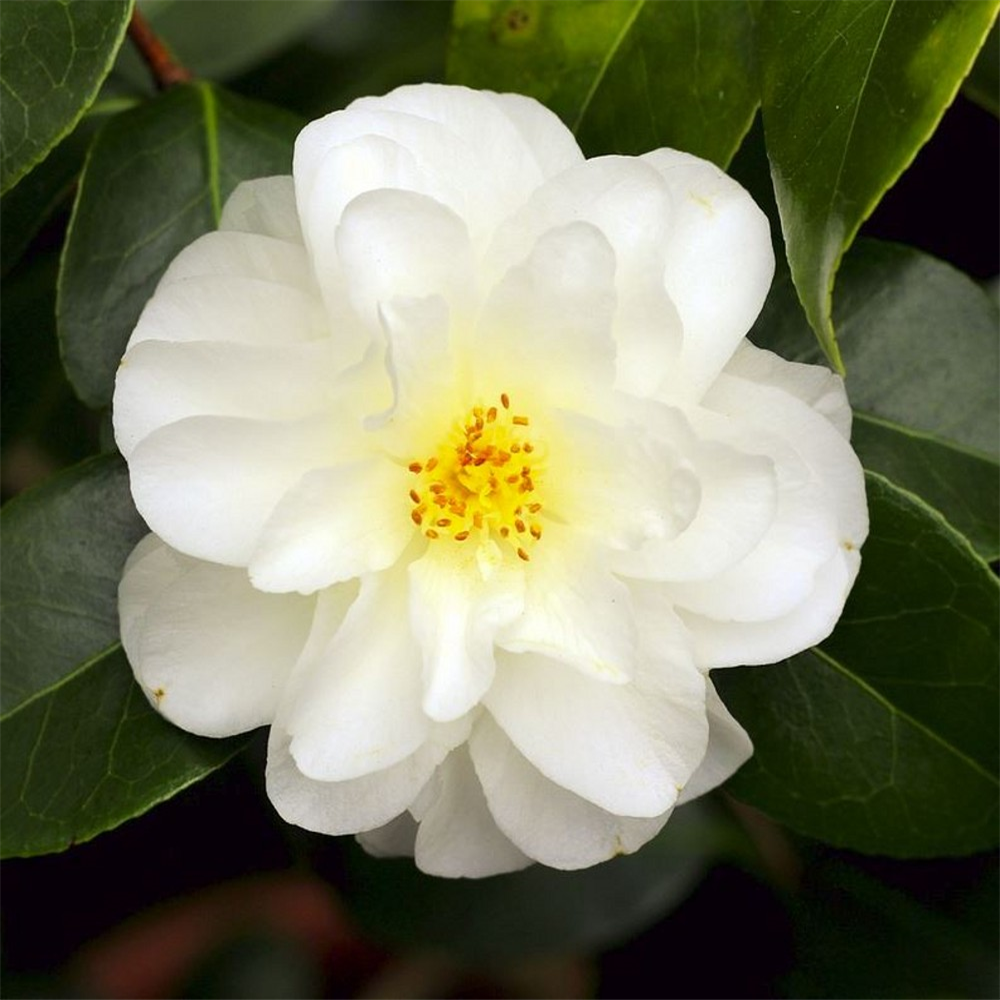 Camellia japonica 'Silver Anniversary' | Farmyard Nurseries