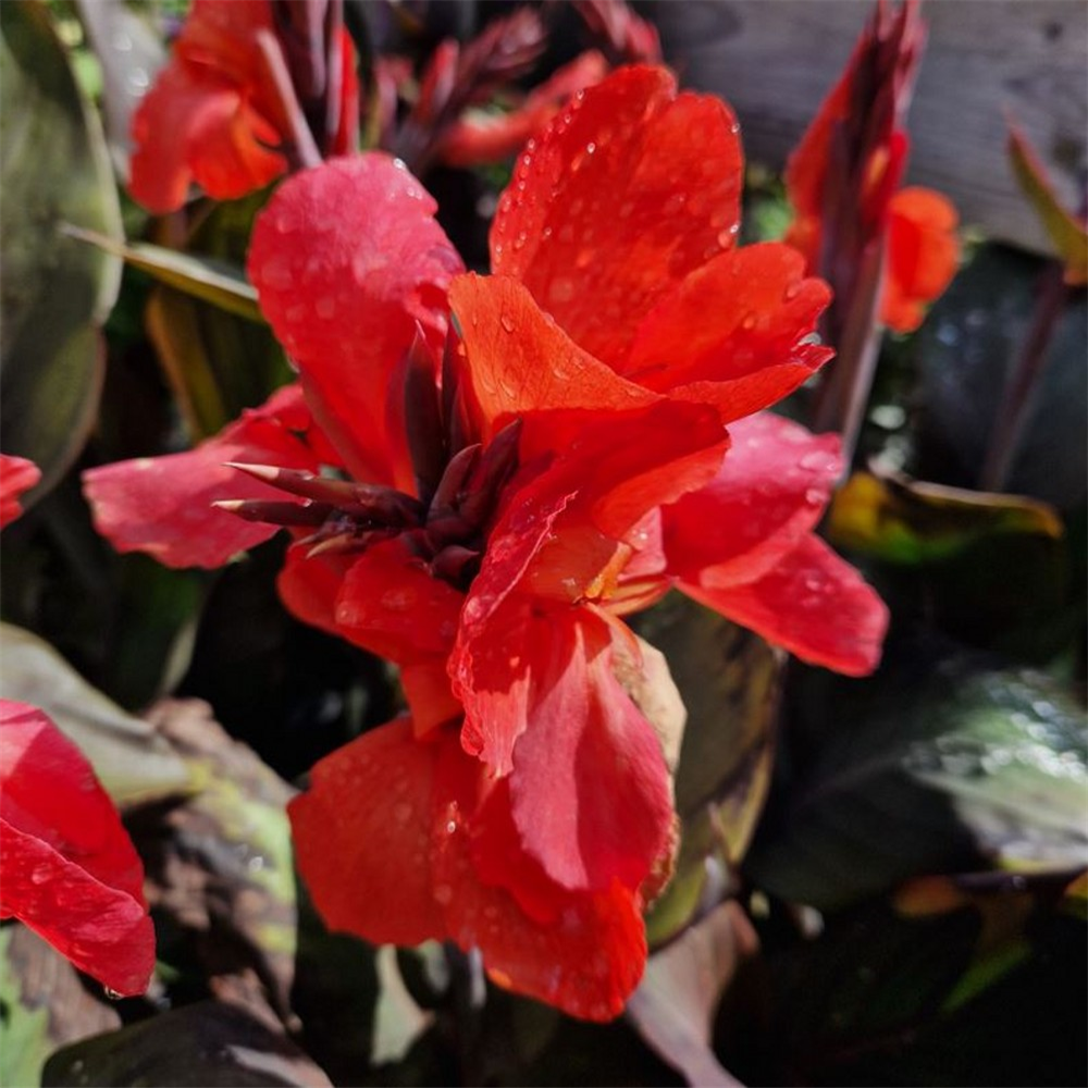 Canna 'Cannova Bronze Orange' | Farmyard Nurseries