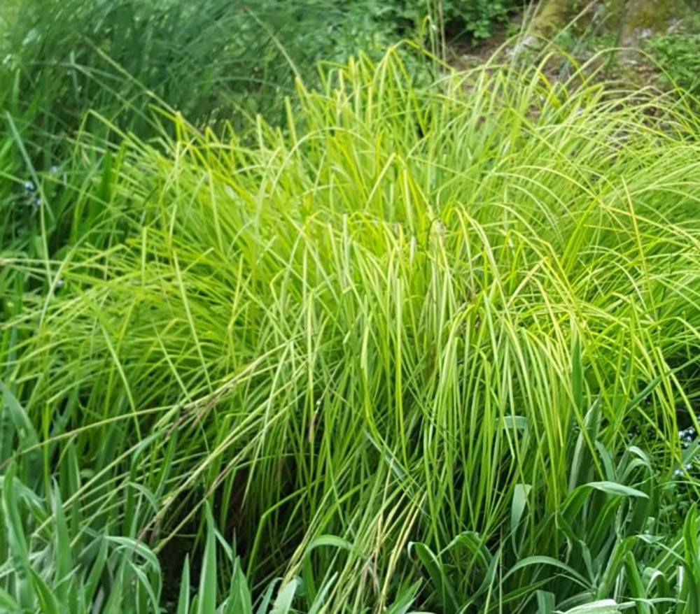 Carex elata 'Aurea' | Farmyard Nurseries