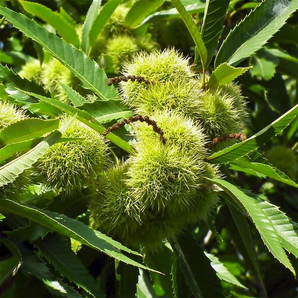 Castanea sativa (Sweet Chestnut) | Farmyard Nurseries