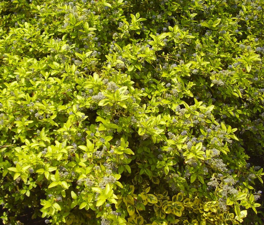 Ceanothus 'El Dorado' | Farmyard Nurseries