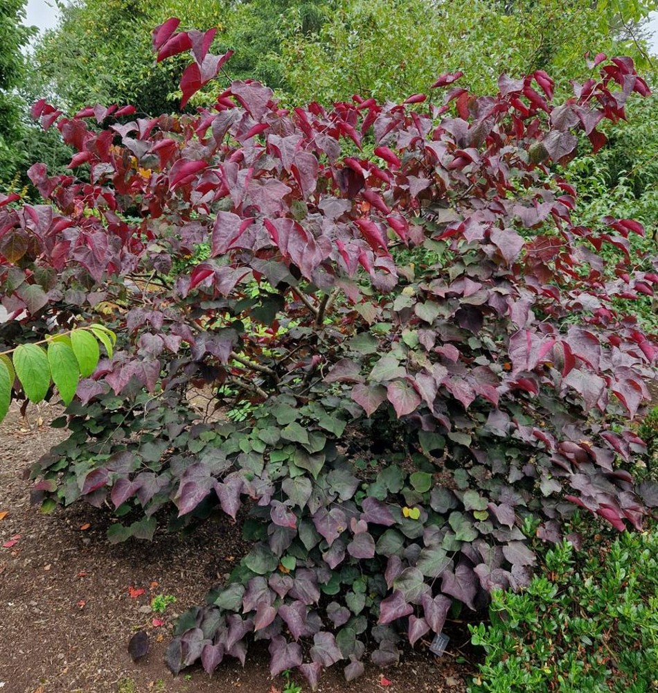 Cercis canadensis 'Forest Pansy' | Farmyard Nurseries