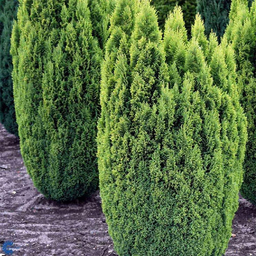 Chamaecyparis lawsoniana 'Ellwood's Gold' | Farmyard Nurseries