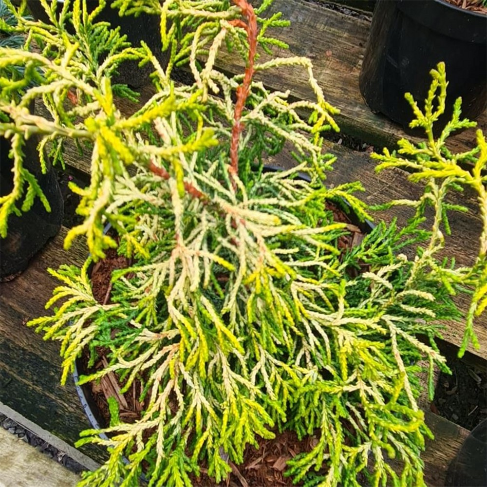 Chamaecyparis obtusa 'Tsatsumi Gold' | Farmyard Nurseries