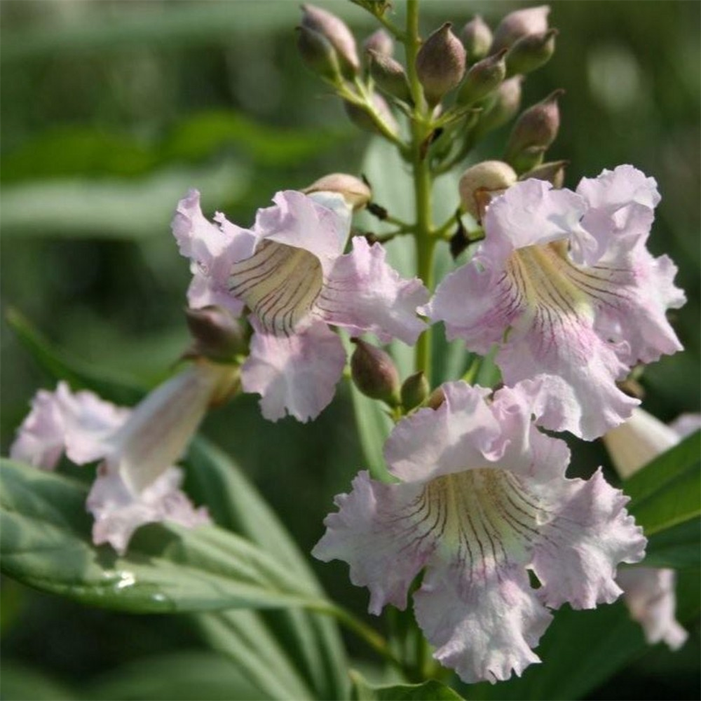 Chitalpa tashkentensis 'Summer Bells' | Farmyard Nurseries