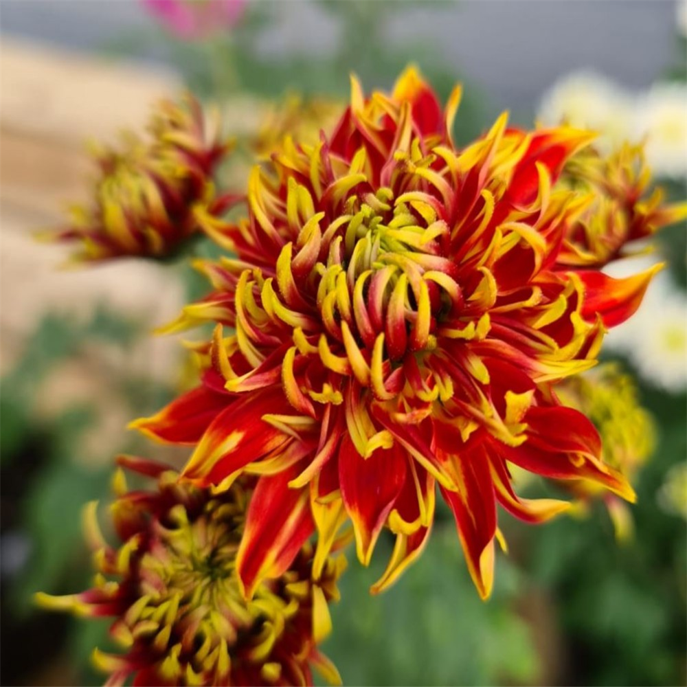 Chrysanthemum 'Granatapfel' | Farmyard Nurseries