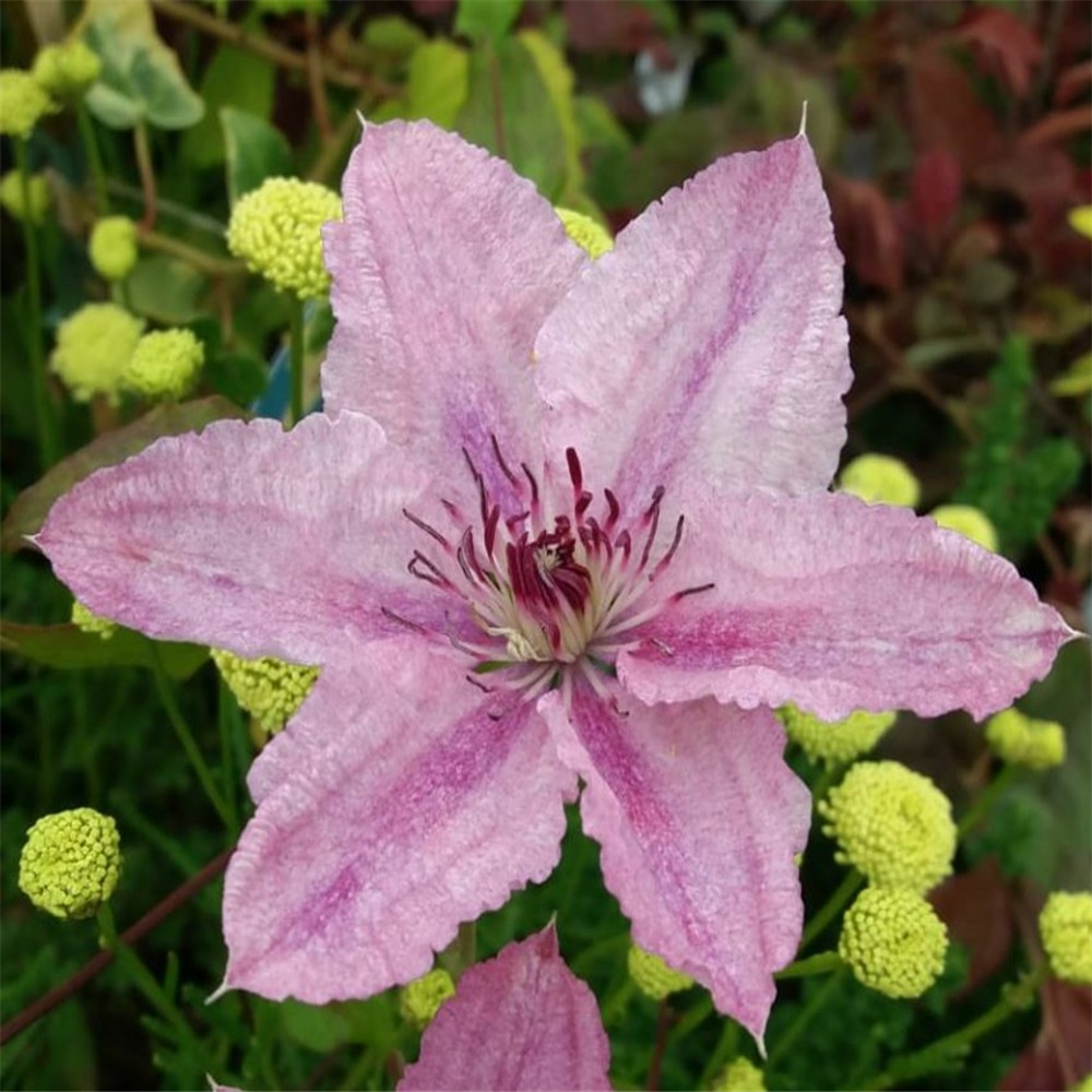 Клематис hagley hybrid фото