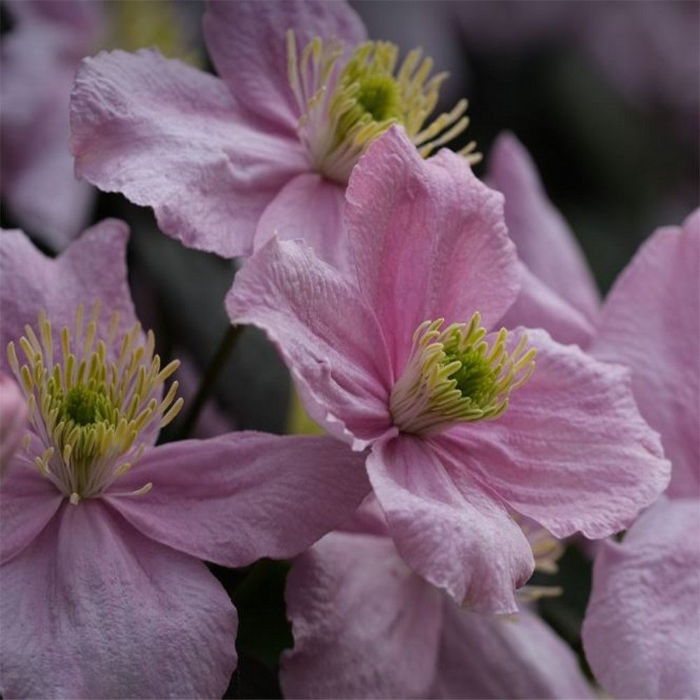 Clematis montana var. rubens | Farmyard Nurseries