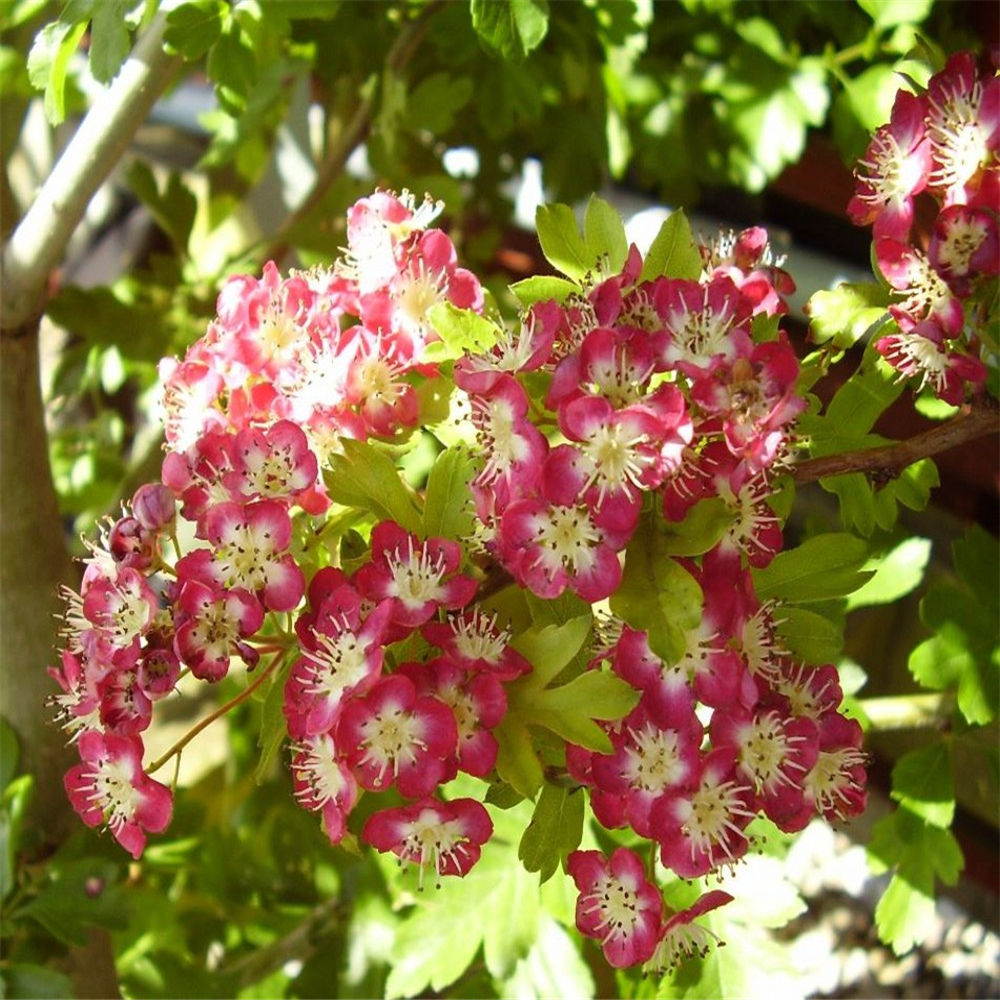 Crataegus laevigata 'Crimson Cloud' | Farmyard Nurseries