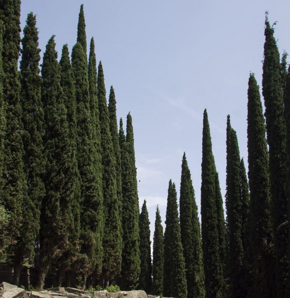 Cupressus sempervirens (Italian Cypress) | Farmyard Nurseries