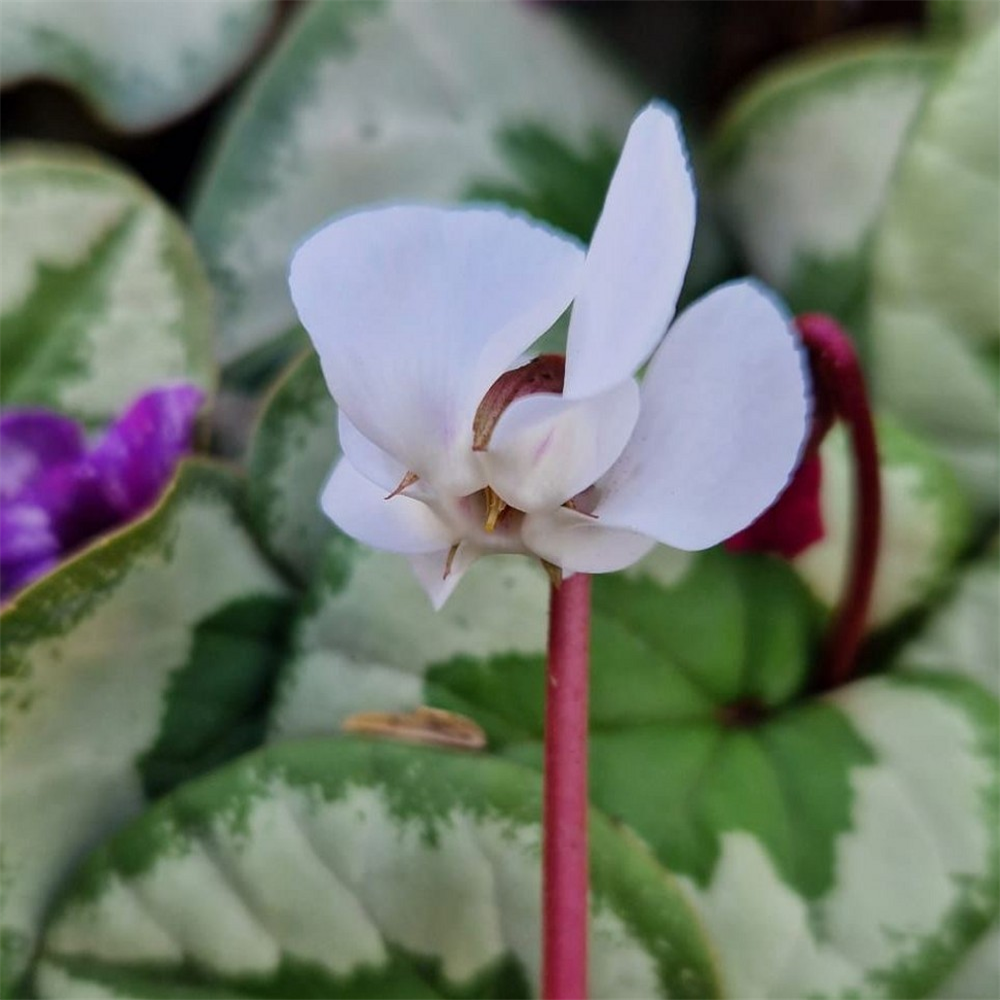 Cyclamen coum 'Alba' | Farmyard Nurseries