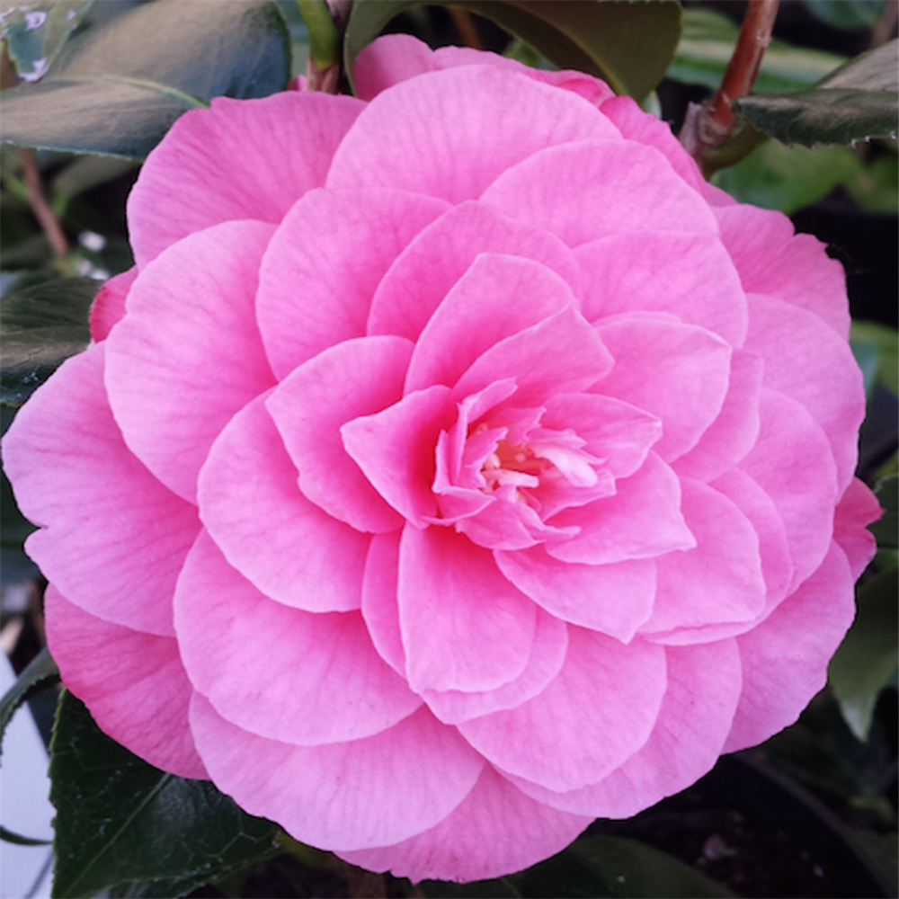 Camellia japonica 'April Rose' | Farmyard Nurseries