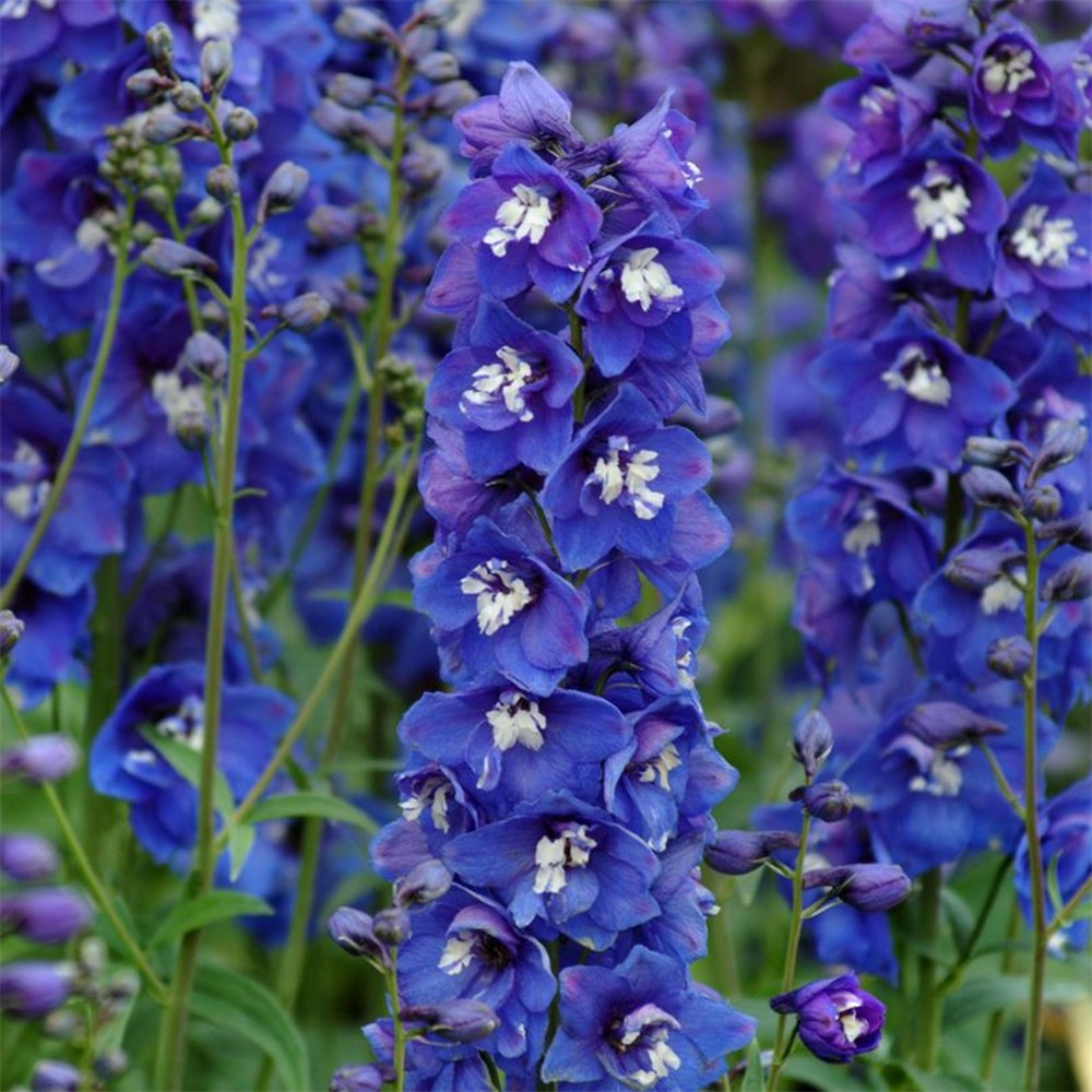 Delphinium 'Aurora Blue' | Farmyard Nurseries