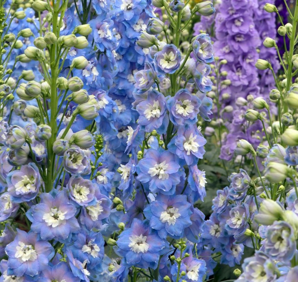 Delphinium 'Aurora Light Blue'' | Farmyard Nurseries