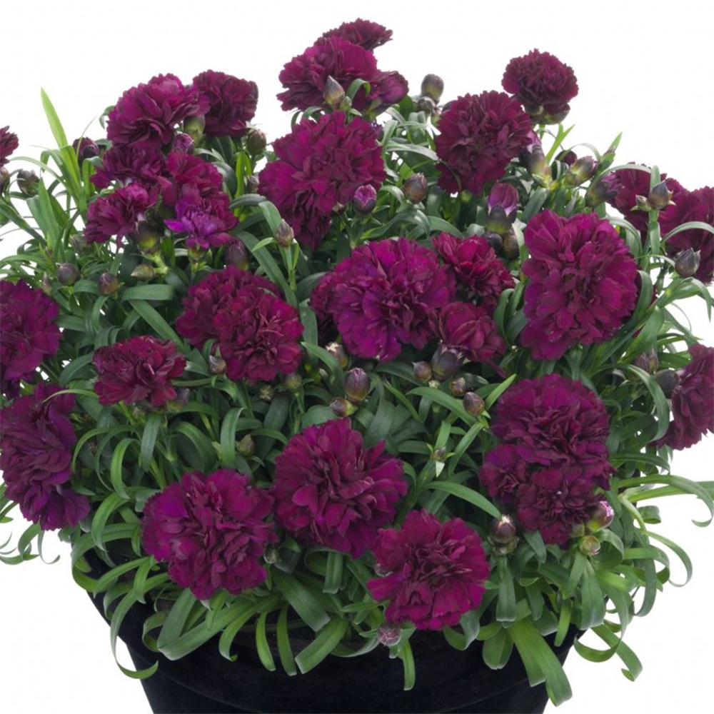 Dianthus Sunflor 'Beetle' | Farmyard Nurseries