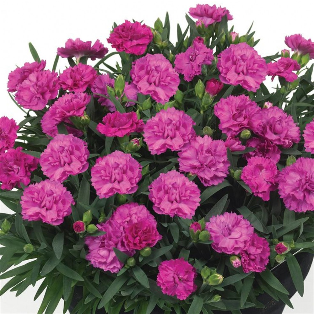 Dianthus Sunflor 'Faganza' | Farmyard Nurseries