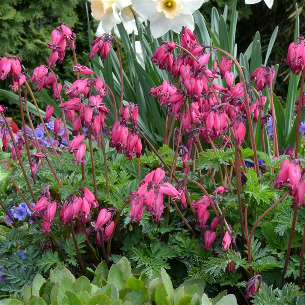 Dicentra 'Amore Rose' | Farmyard Nurseries