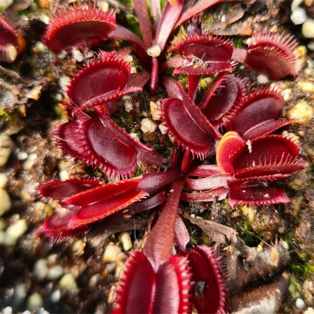 Dionaea muscipula Red Form | Farmyard Nurseries