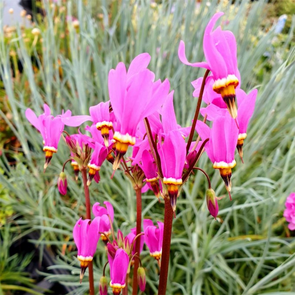 Dodecatheon meadia | Farmyard Nurseries