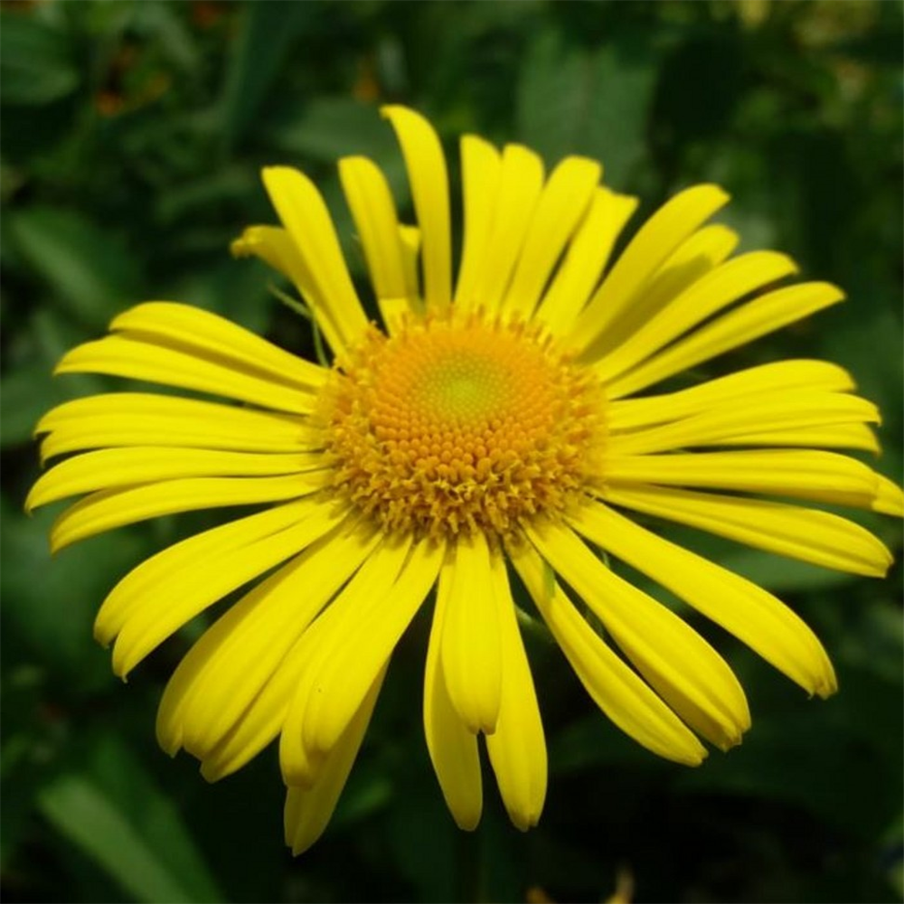 Doronicum Orientale 'leonardo' 