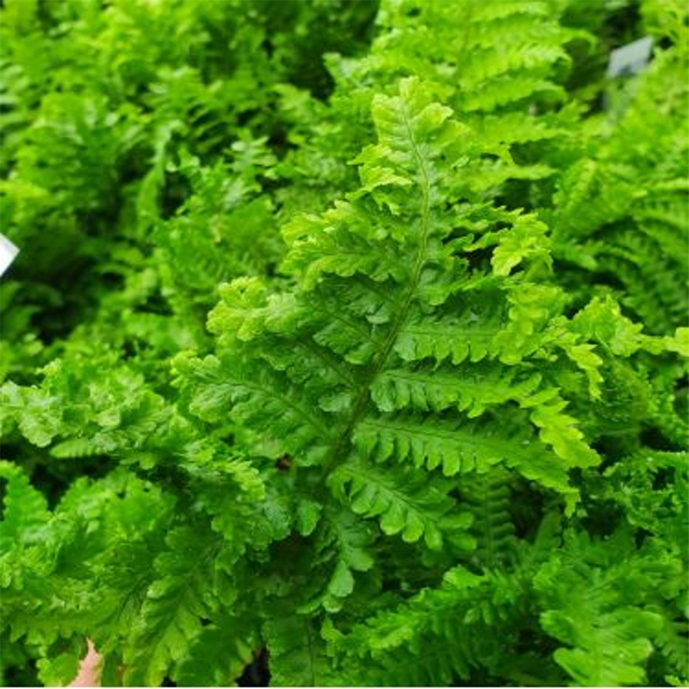 Dryopteris affinis 'Crispa Congesta' | Farmyard Nurseries