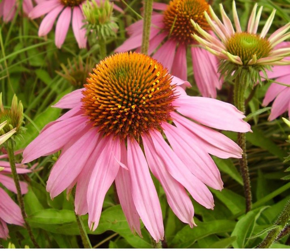 Echinacea purpurea 'Magnus' | Farmyard Nurseries