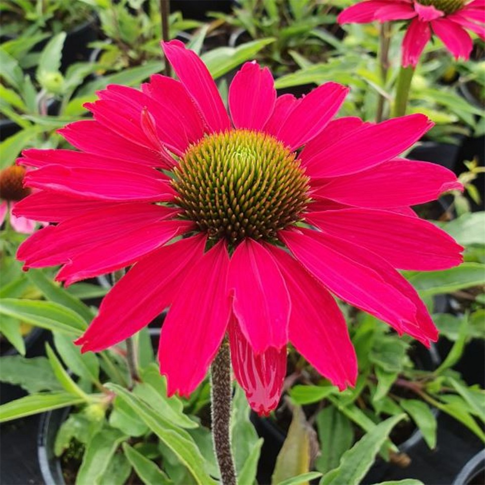 Echinacea 'Sunseekers Magenta' | Farmyard Nurseries