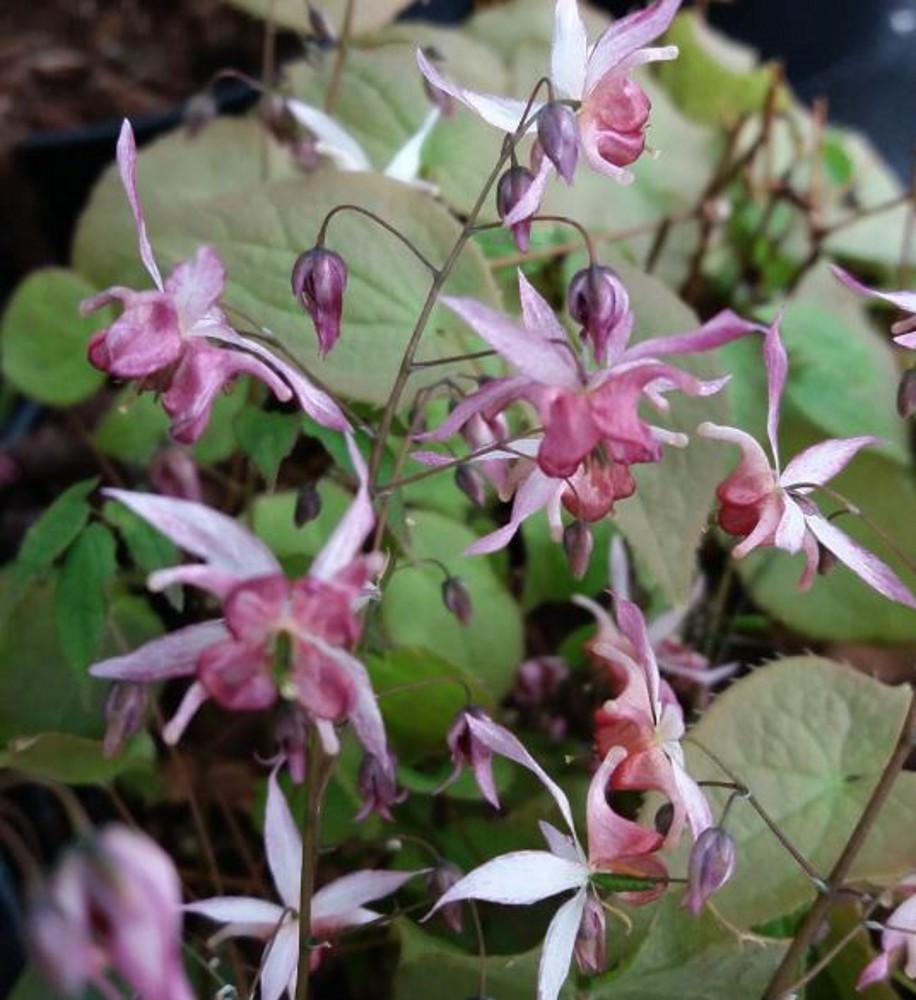 Epimedium 'Asiatic Hybrid' | Farmyard Nurseries