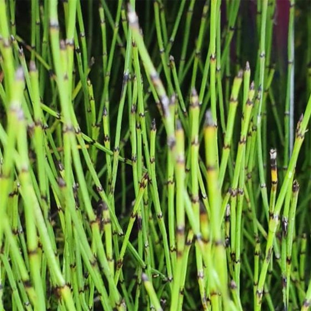 Equisetum scirpoides | Farmyard Nurseries