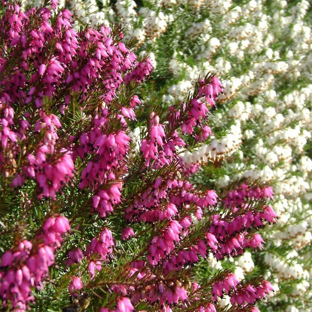 Erica Darleyensis 'mixed' 