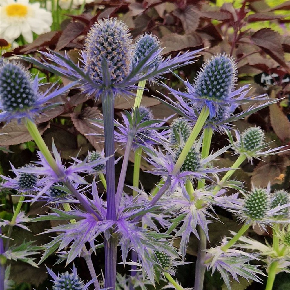 Eryngium zabelii 'Big Blue' Farmyard Nurseries