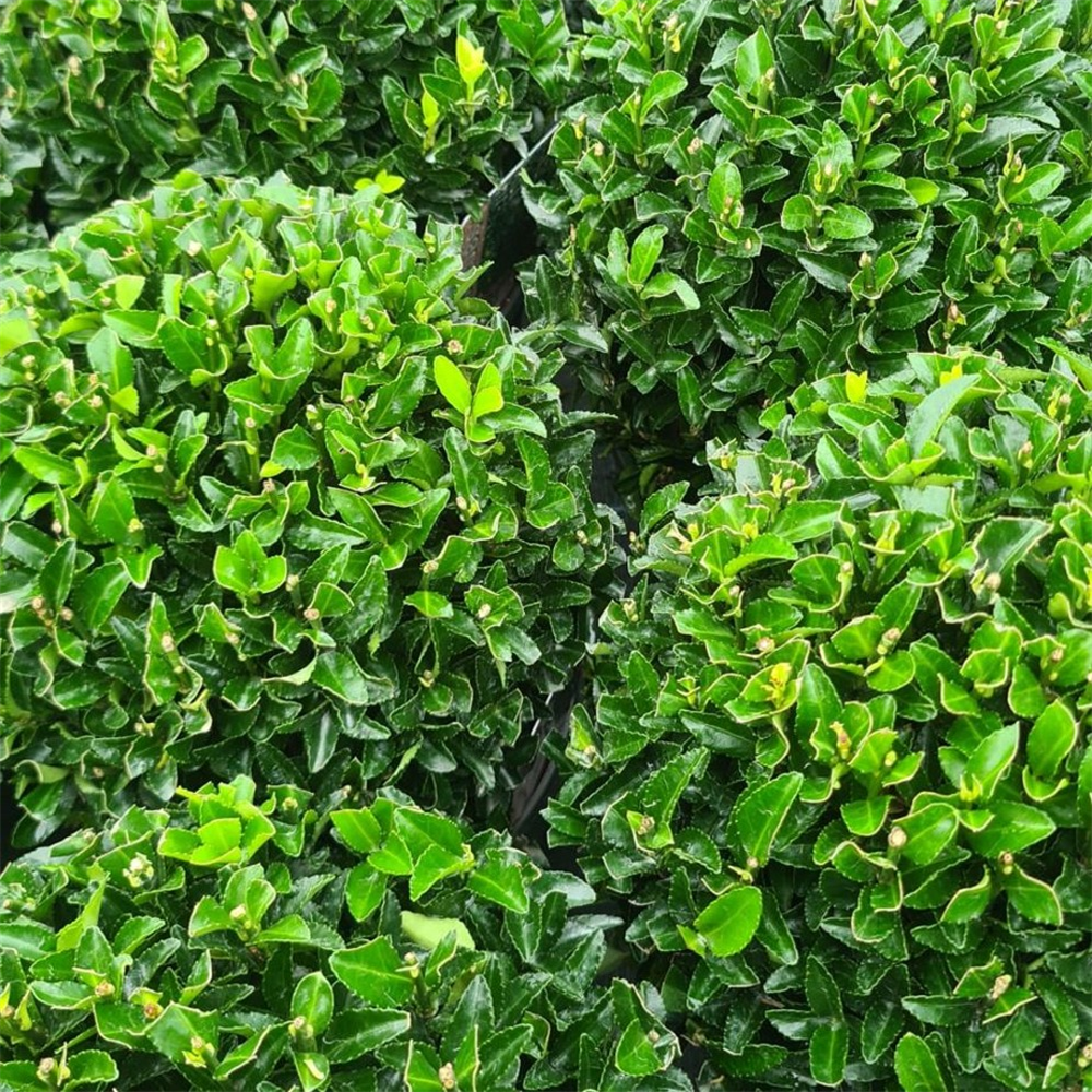 Euonymus japnicus 'Green Spire' Ball | Farmyard Nurseries