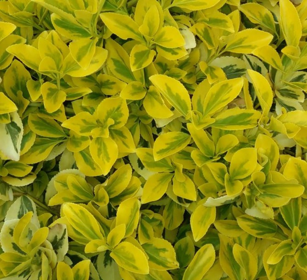 Euonymus fortunei 'Emerald 'n Gold' | Farmyard Nurseries