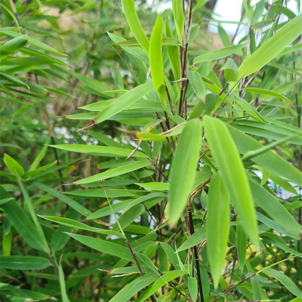 Fargesia nitida 'Volcano' | Farmyard Nurseries