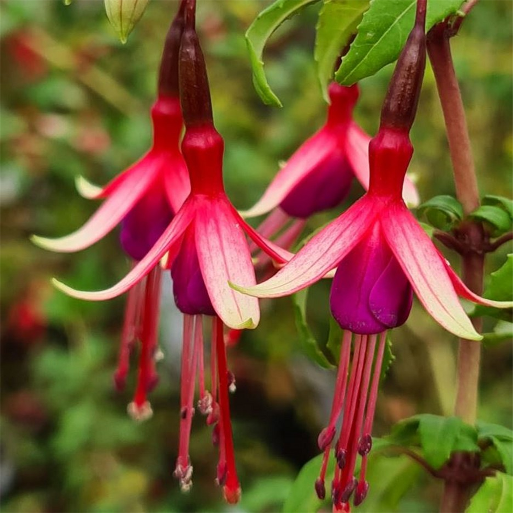 Fuchsia (Hardy) magellanica 'Logan Woods' | Farmyard Nurseries