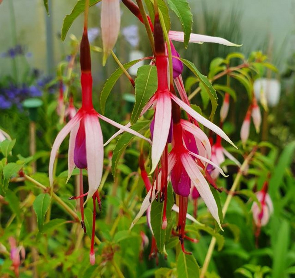 Fuchsia (hardy) Magellanica 'logan Woods' 