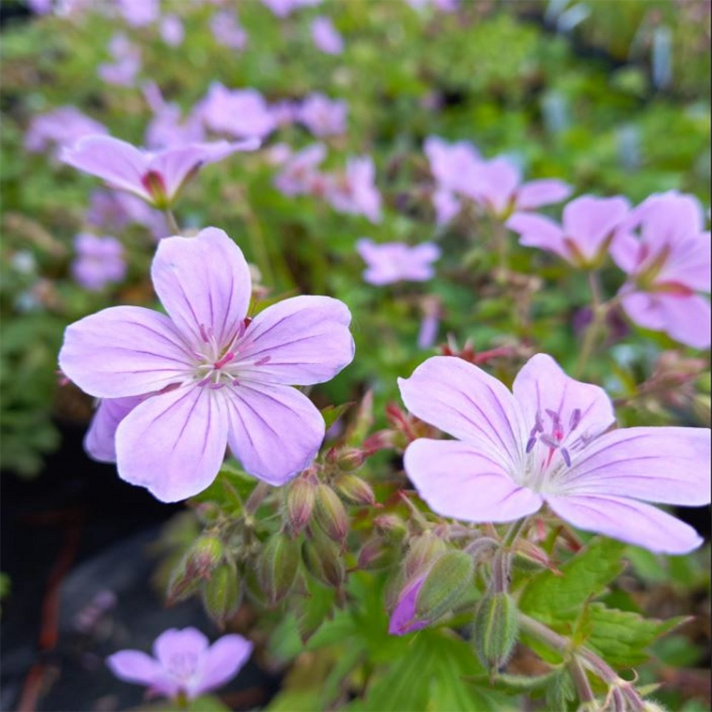 Geranium Sylvaticum Master Niall Lawson Farmyard Nurseries