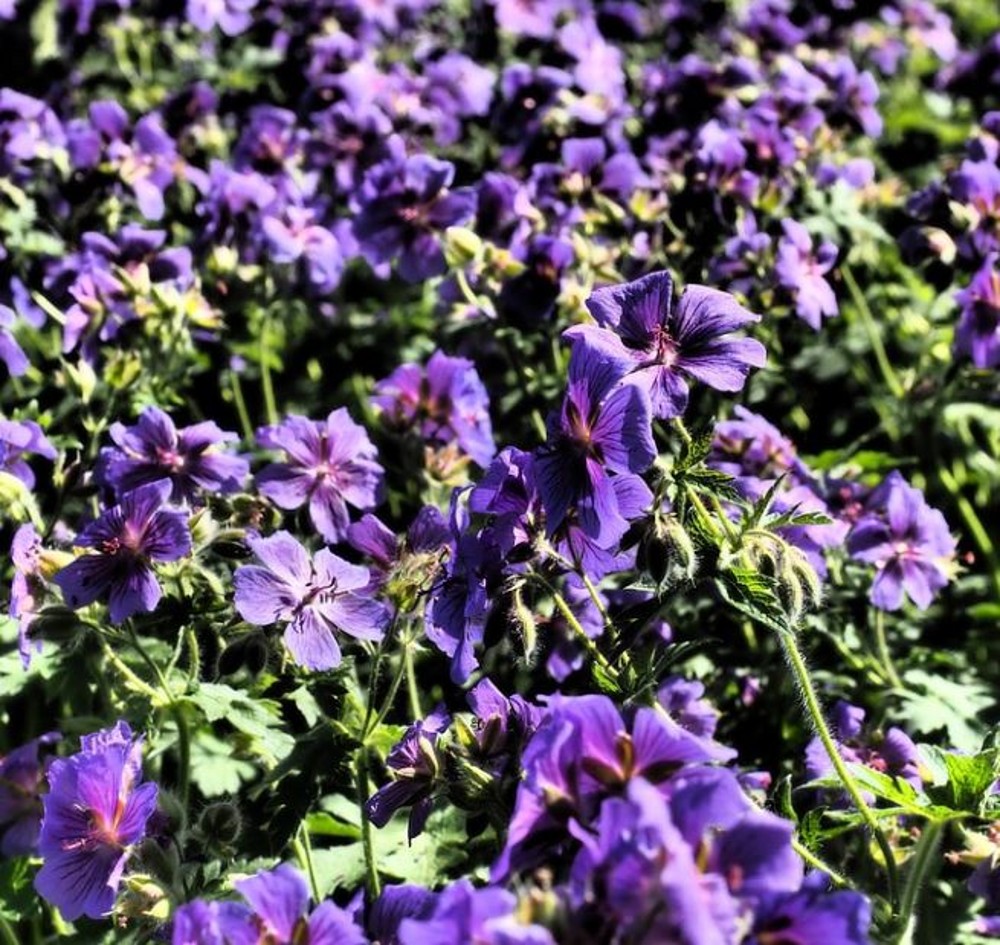 Geranium 'Blue Blood' | Farmyard Nurseries