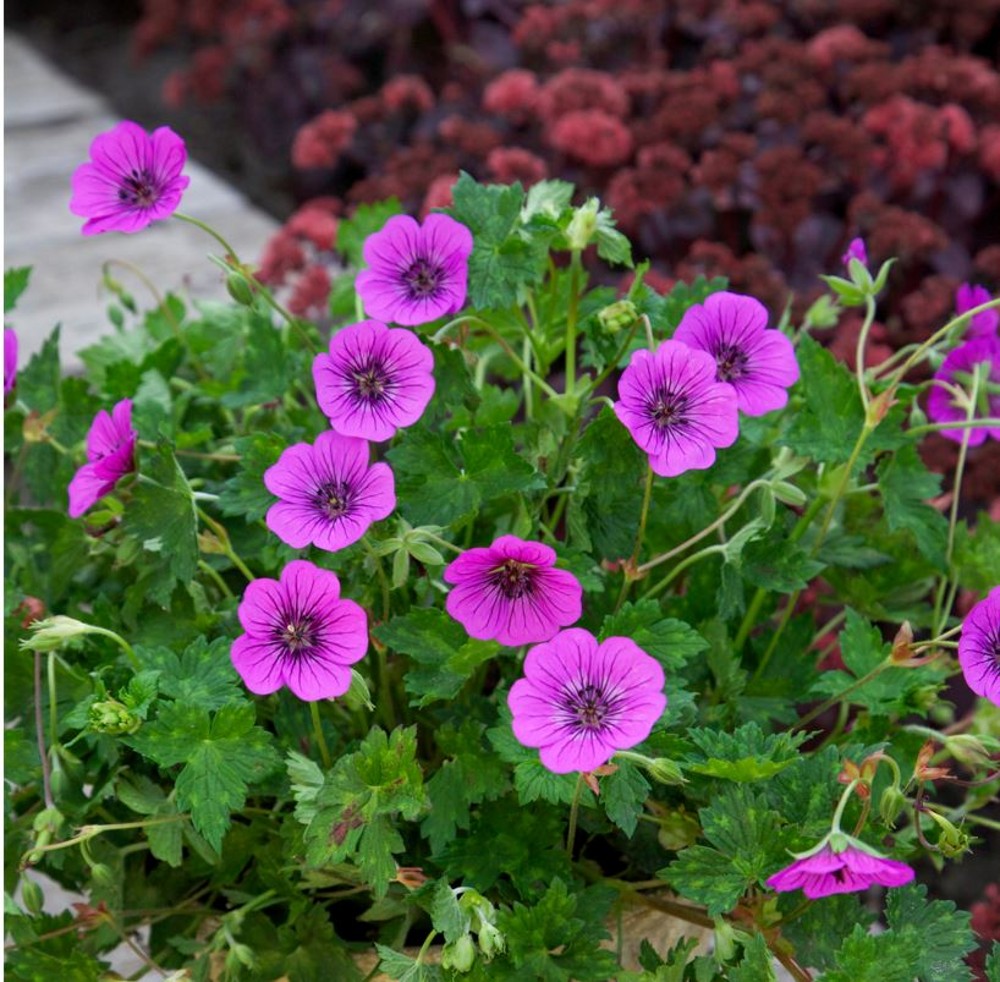 Geranium wallichianum 'Pink Penny' | Farmyard Nurseries