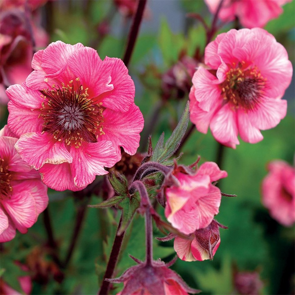 Geum 'Tempo Rose' | Farmyard Nurseries