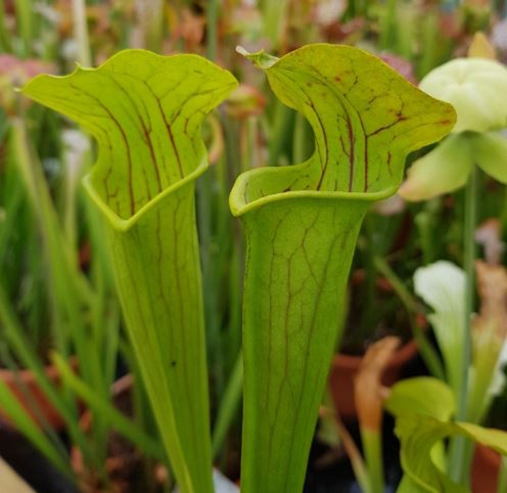 Sarracenia x H 02 (alata x flava var. 'Maxima') 1987 A. Slack ...