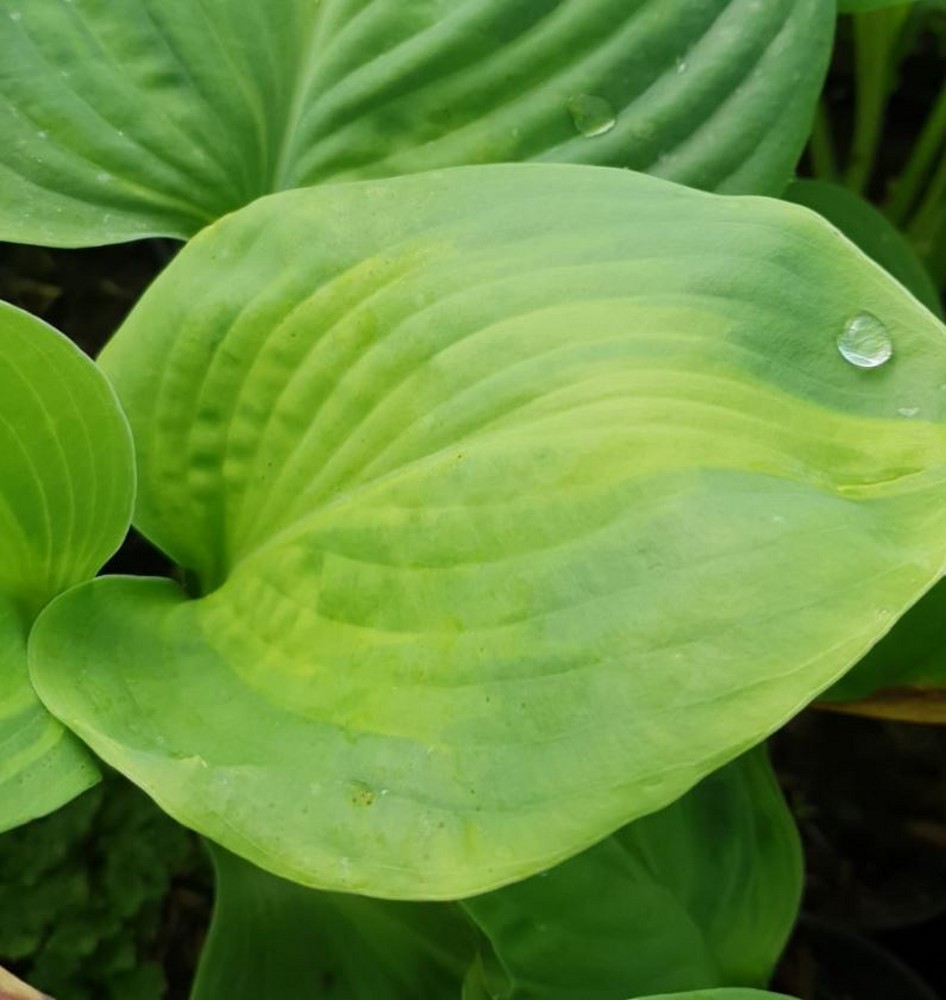 Hosta 'Guacamole' Farmyard Nurseries