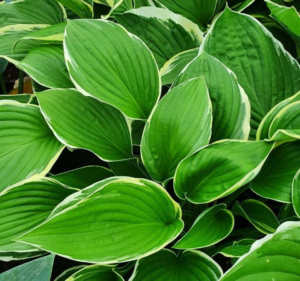 Hosta fortunei 'North Hills' | Farmyard Nurseries