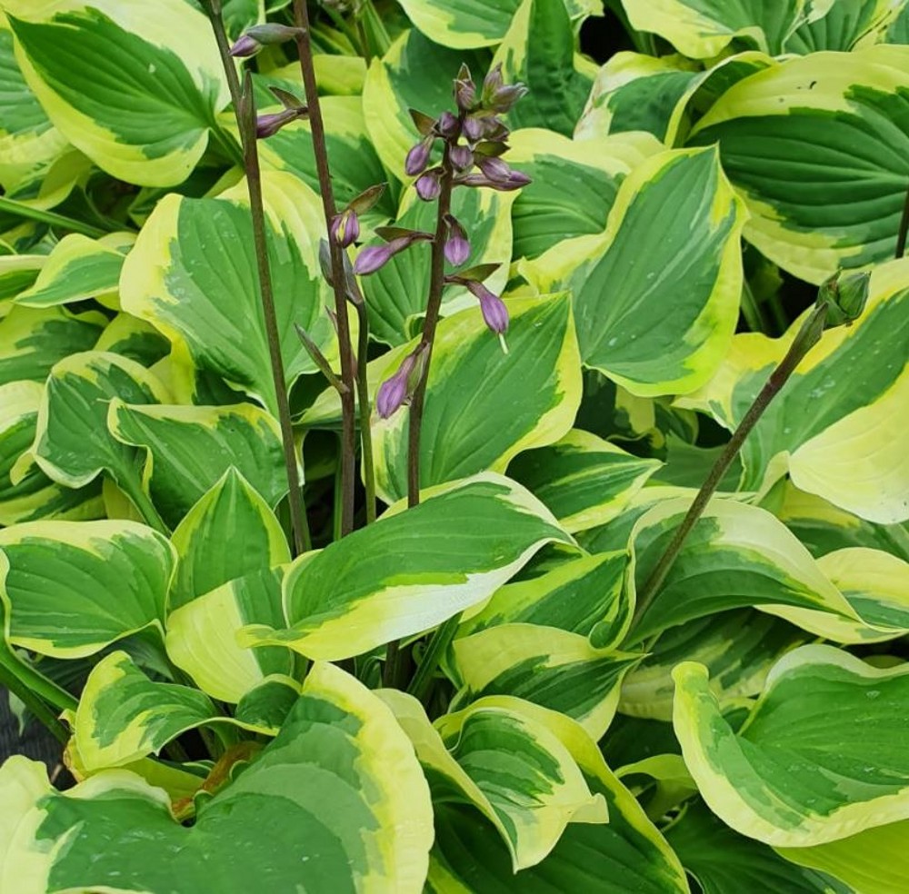 Hosta 'Pilgrim' | Farmyard Nurseries