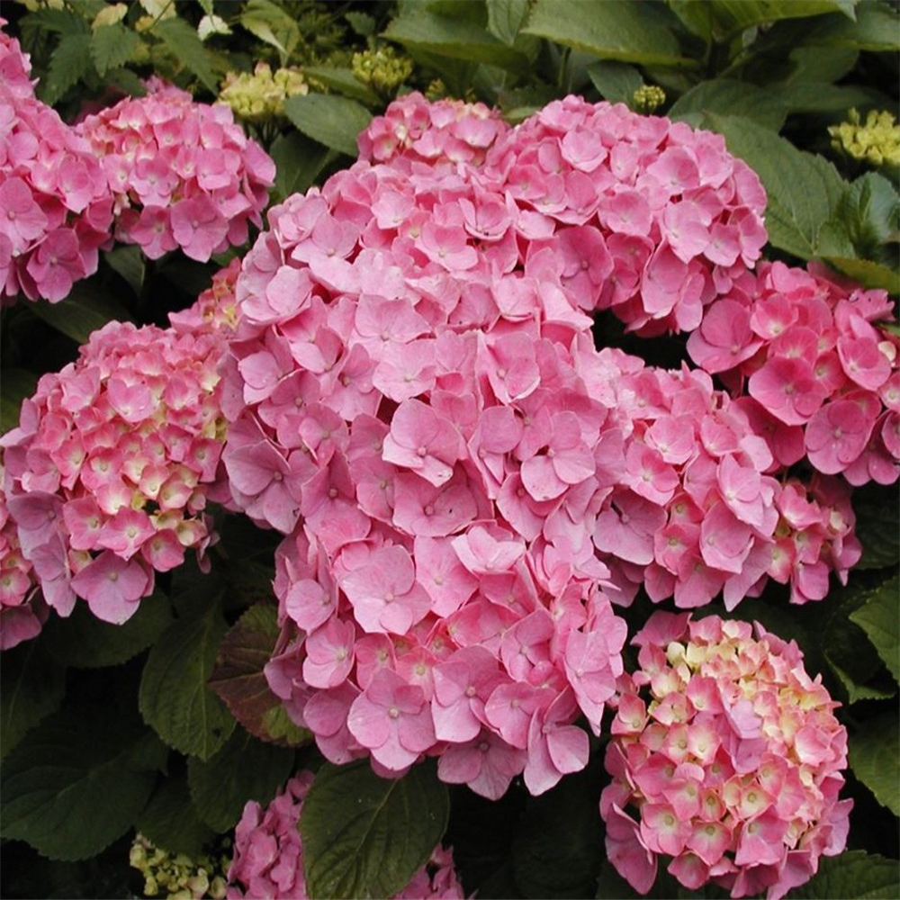 Hydrangea macrophylla 'Mini Hornli' | Farmyard Nurseries