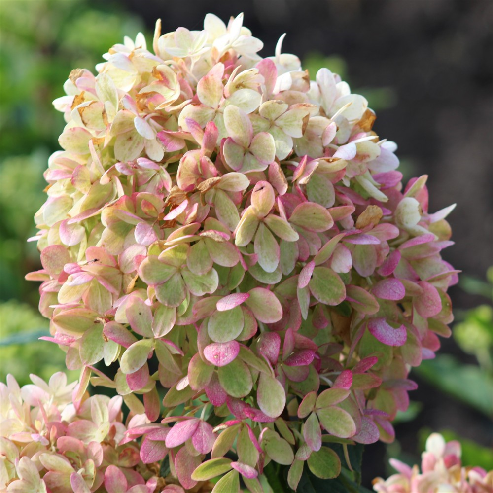 Hydrangea Paniculata 'pinklight' 