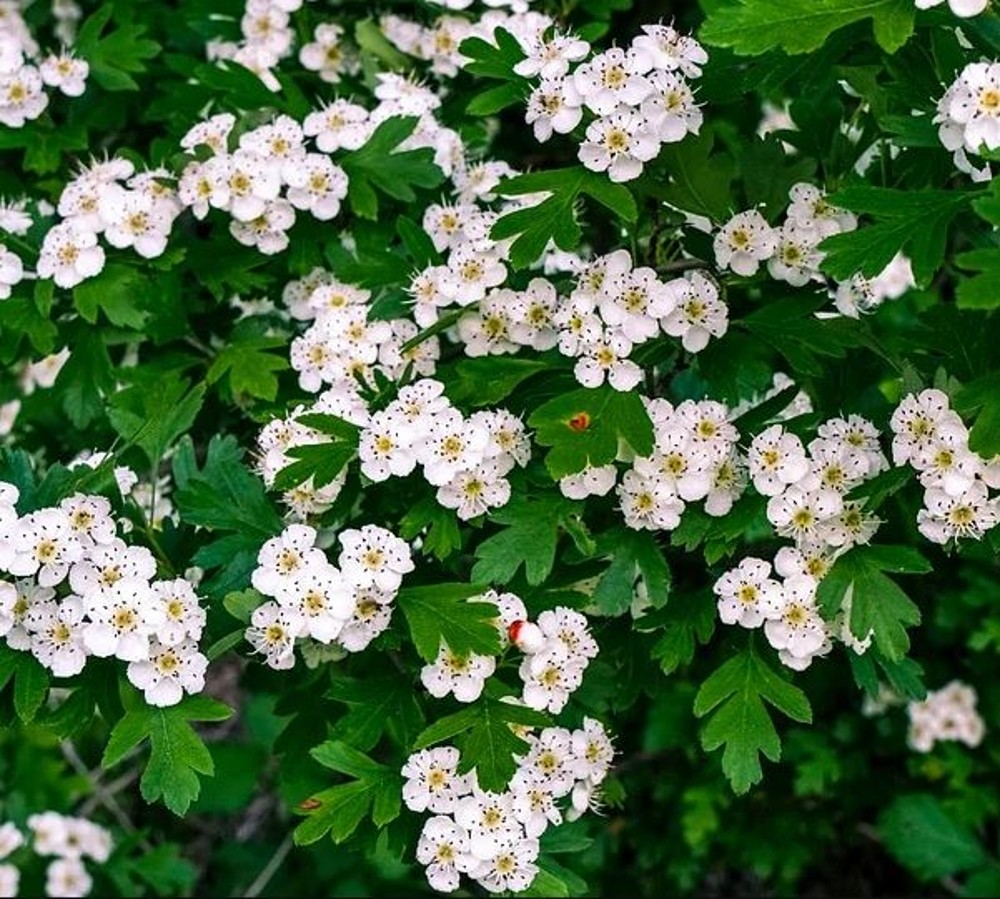 Hedging Hawthorn 5 Per Pot 45-60 cm tall | Farmyard Nurseries